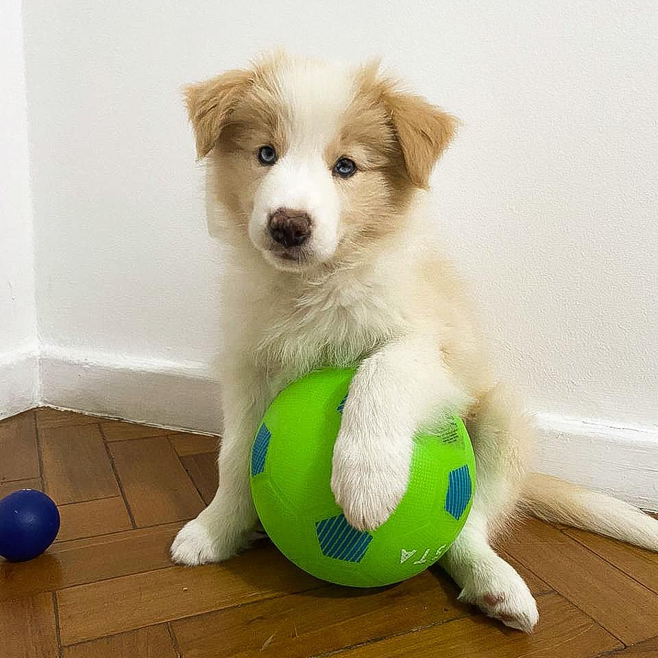 Nala